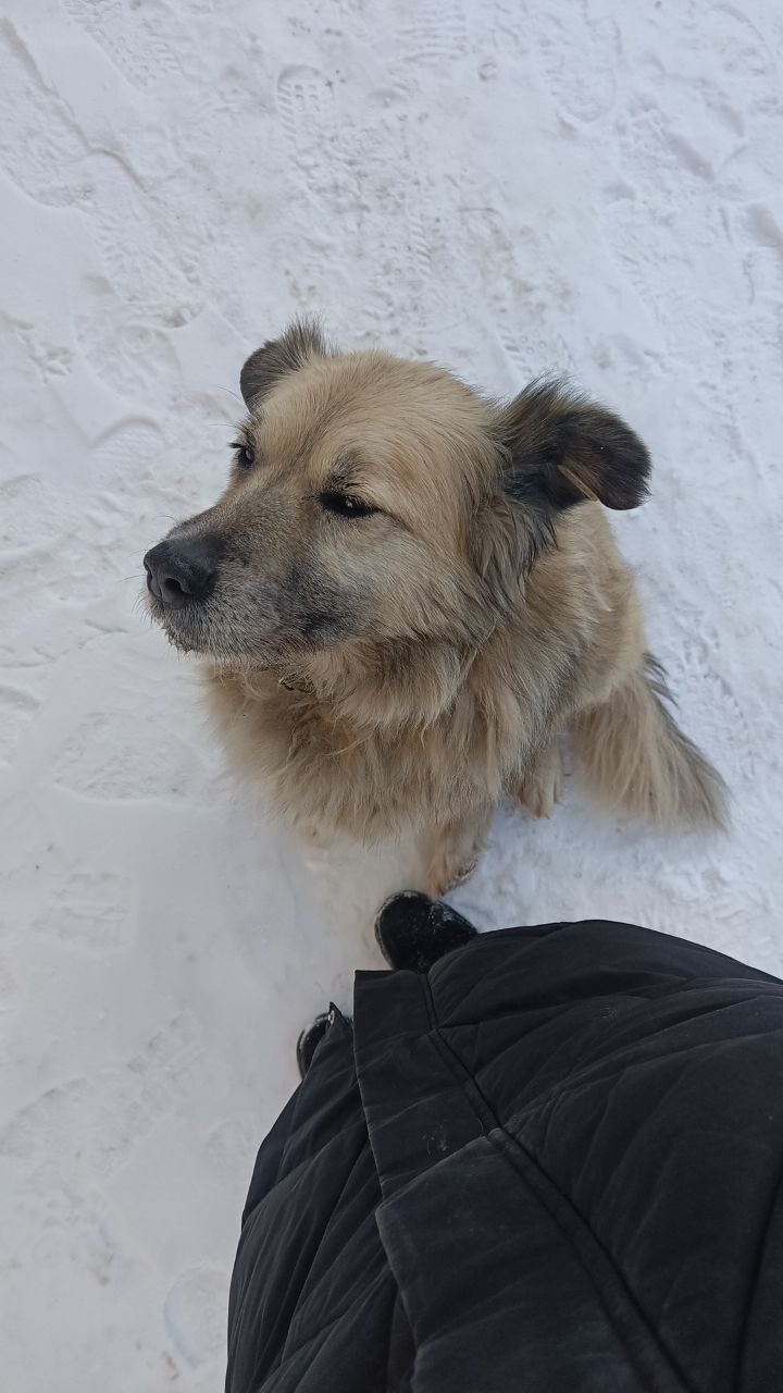 Пропала собака в Туле — фото объявления