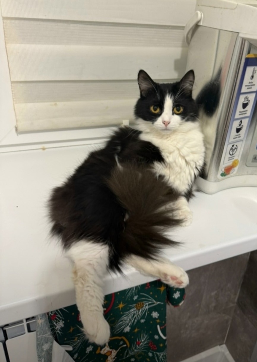 Пропала собака в Туле — фото объявления