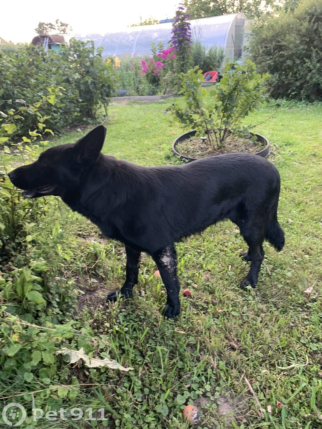 Найдена собака в Туле — фото объявления