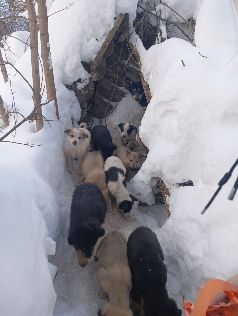 Найдена собака в Туле — фото объявления