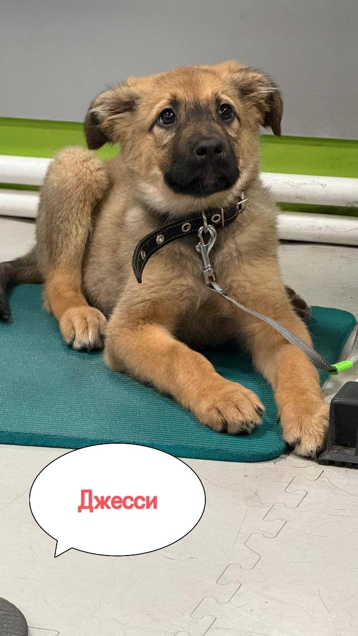 Найдена собака в Туле — фото объявления