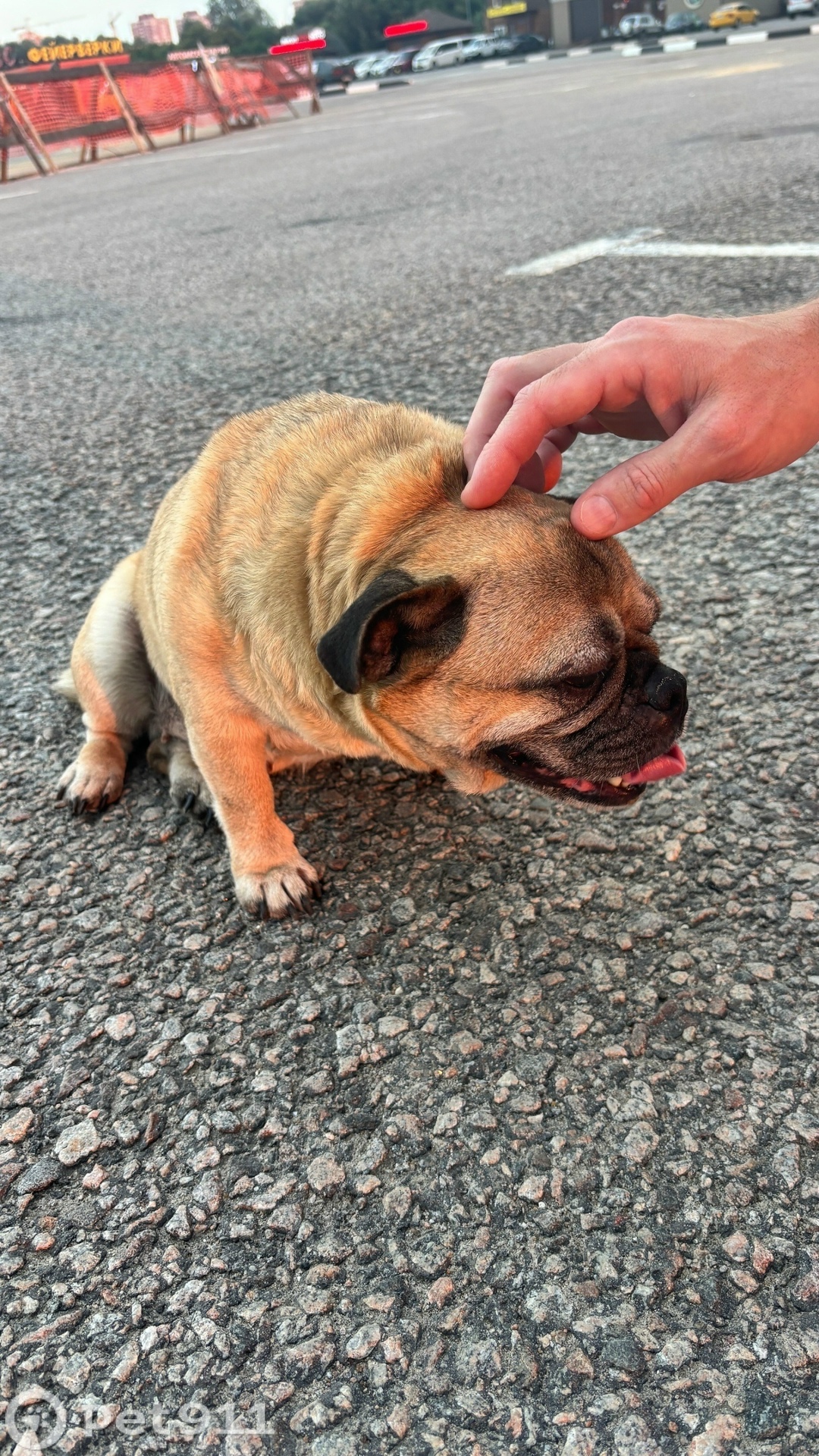 Найдена собака в Туле — фото объявления