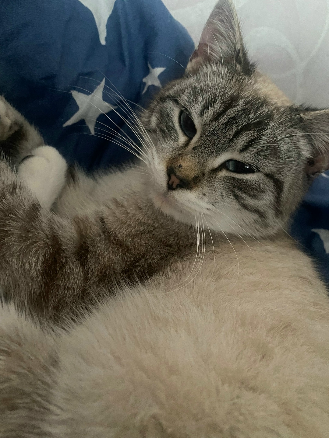 Найдена кошка в Туле — фото объявления