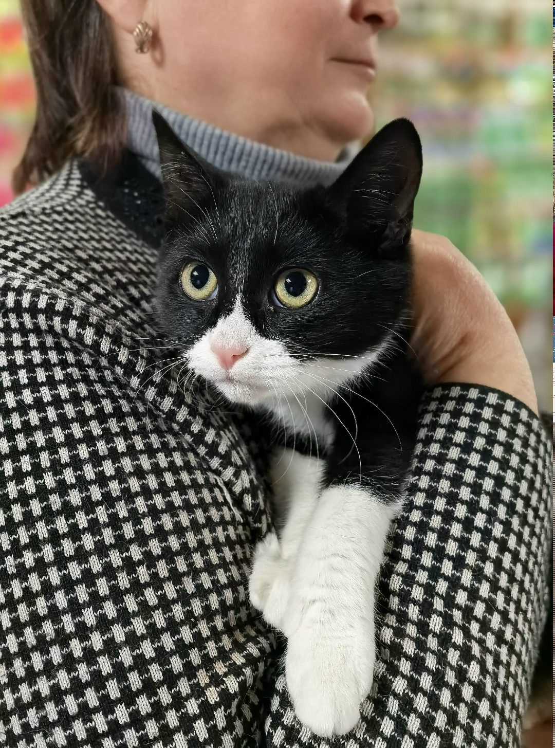 Пропала кошка в Туле — фото объявления