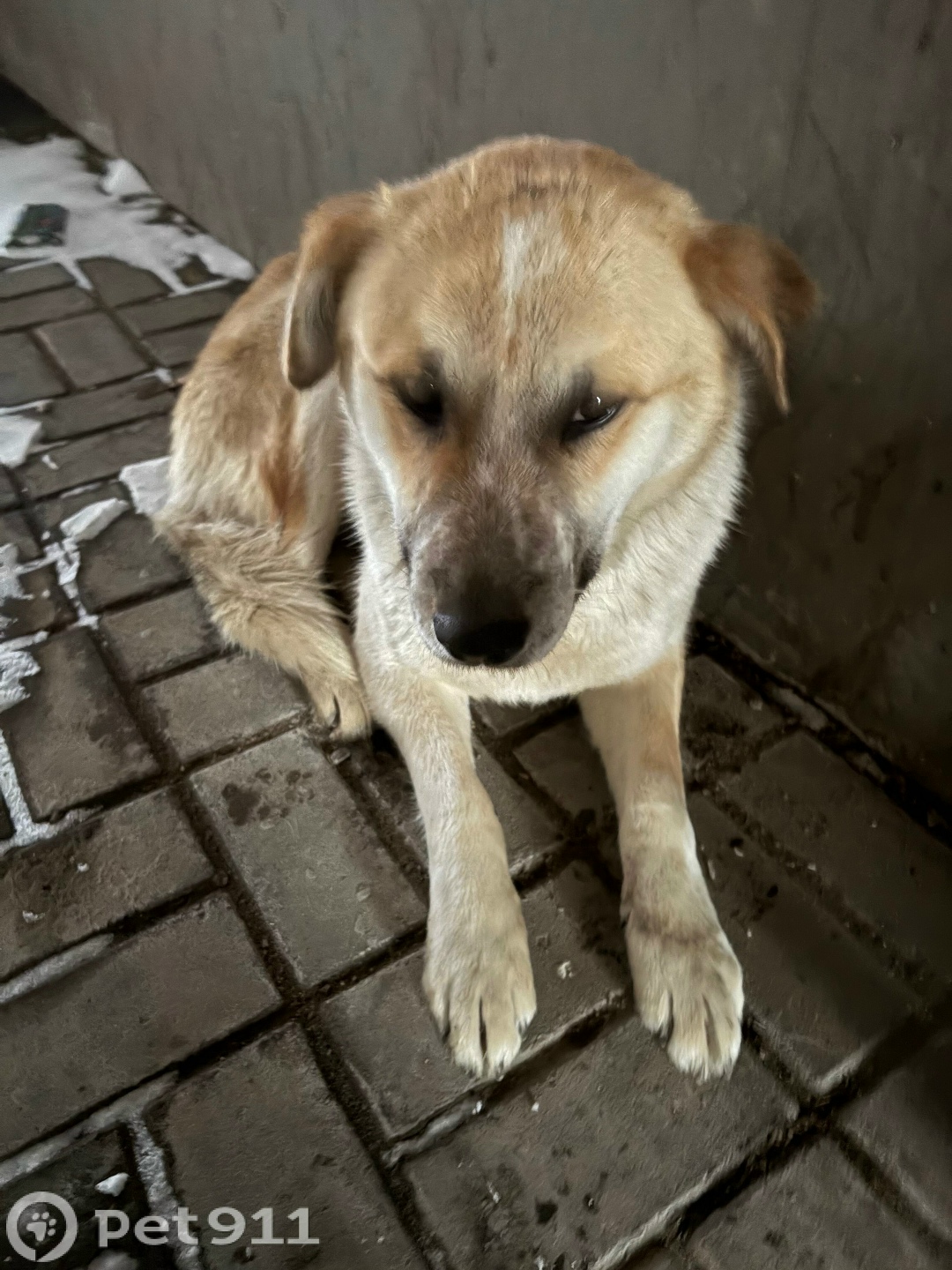 Найдена собака в Туле — фото объявления