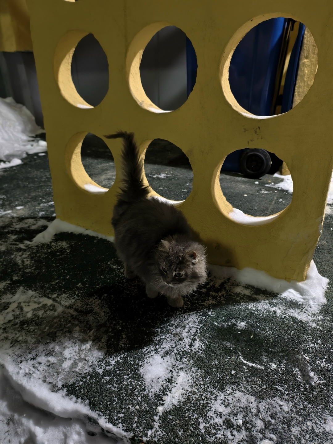 Пропала кошка в Туле — фото объявления