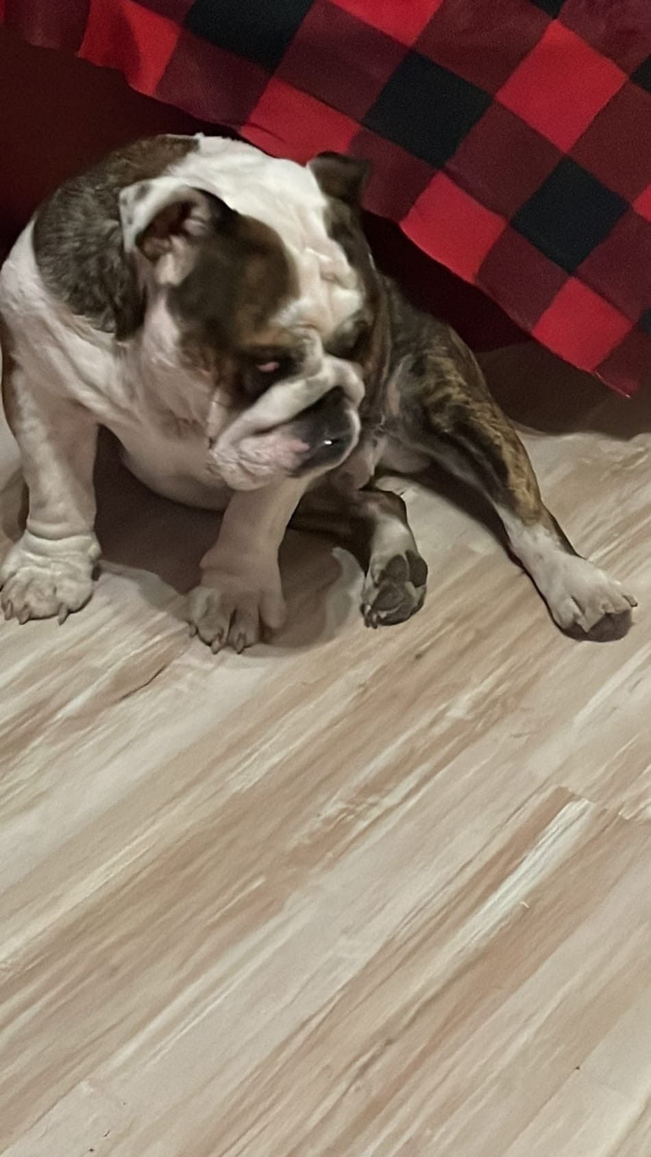 Пропала собака в Туле — фото объявления