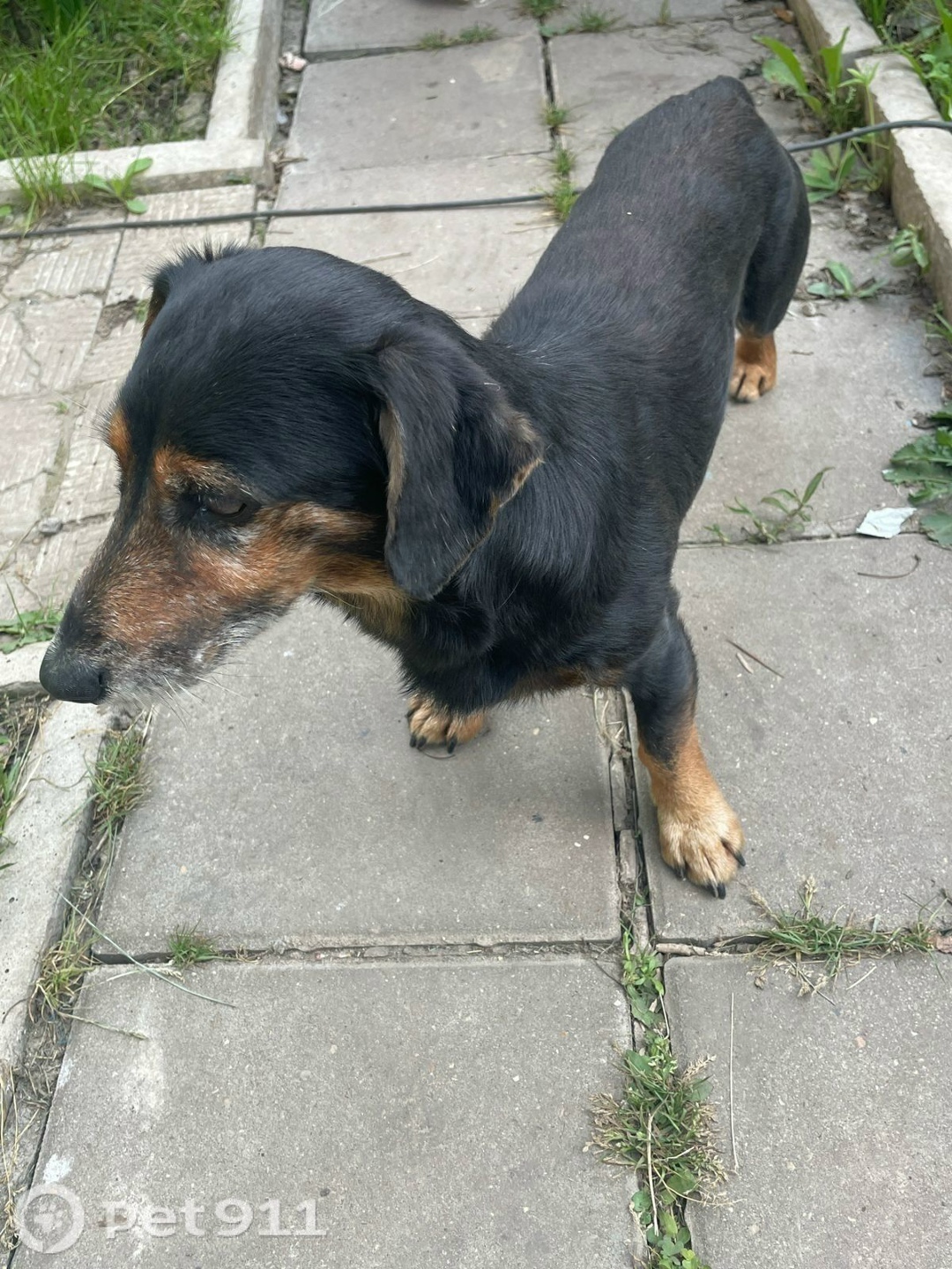 Найдена собака в Туле — фото объявления