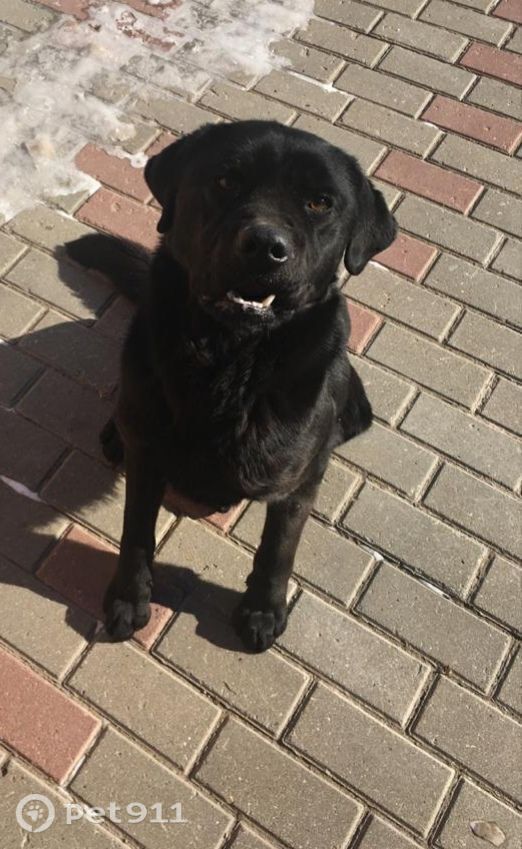 Пропала собака в Туле — фото объявления