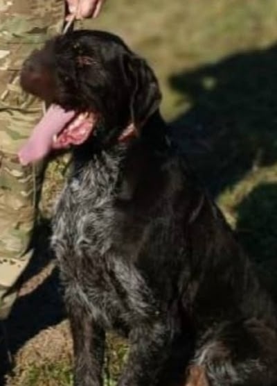 Пропала собака в Туле — фото объявления