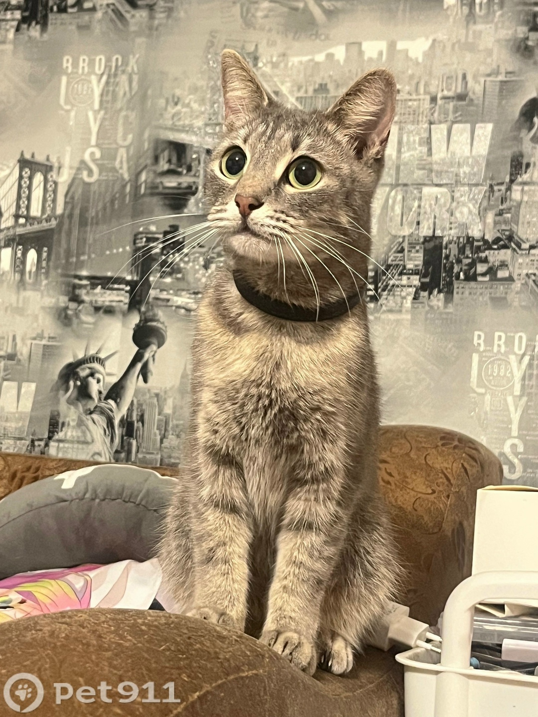 Пропала кошка в Туле — фото объявления