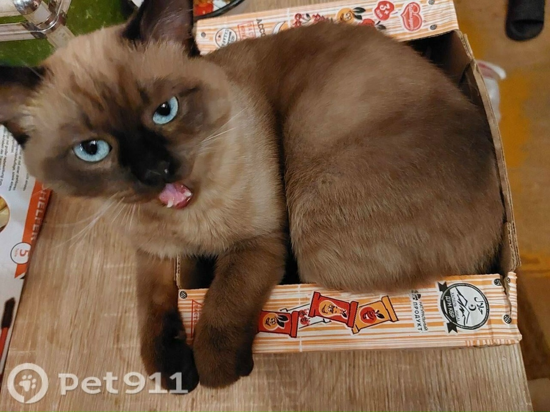 Пропала кошка в Туле — фото объявления