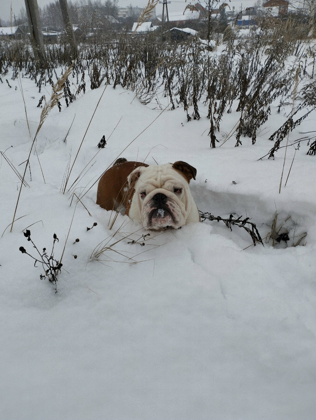 Пропала собака в Туле — фото объявления