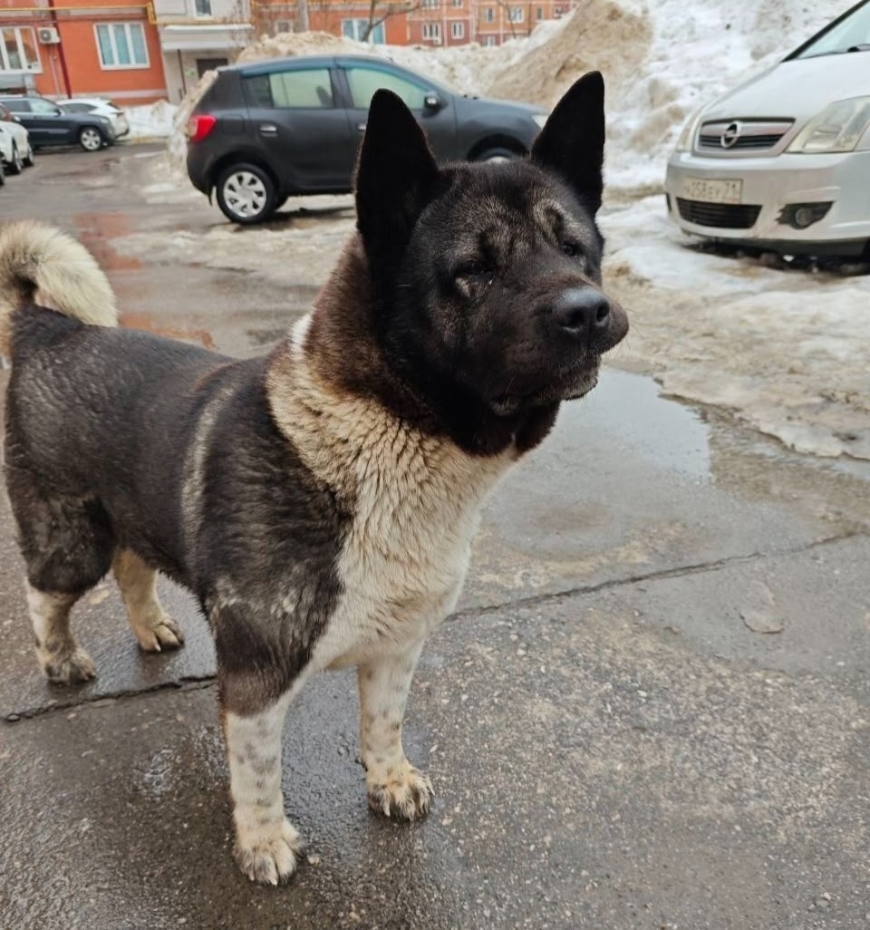 Найдена собака в Туле — фото объявления