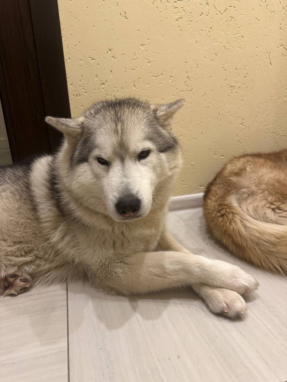 Пропала собака в Туле — фото объявления