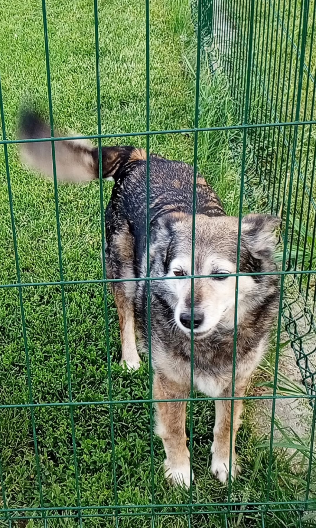 Пропала собака в Туле — фото объявления