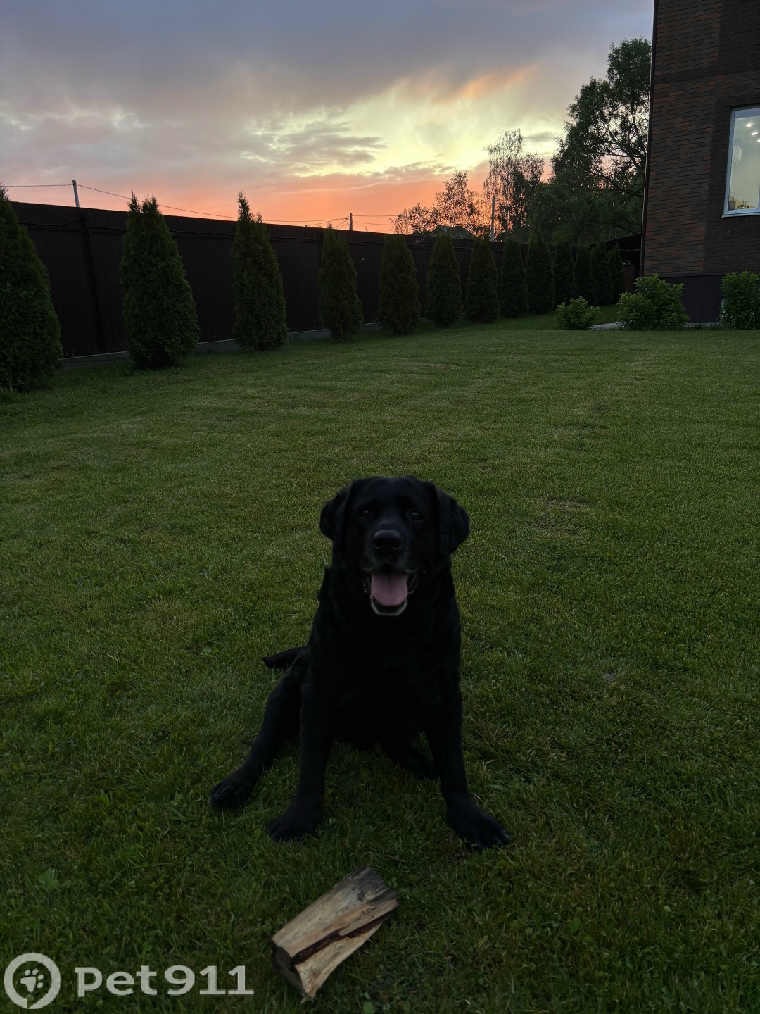 Пропала собака в Туле — фото объявления