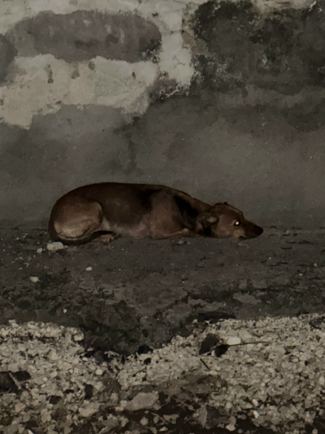 Найдена собака в Туле — фото объявления