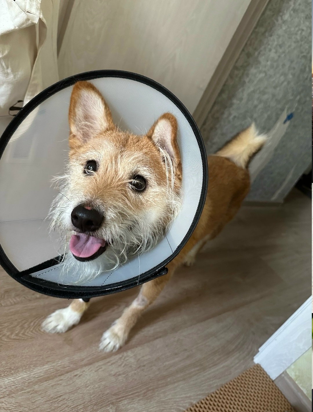 Пропала собака в Туле — фото объявления