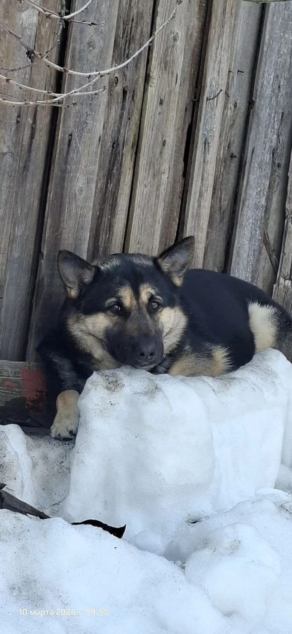 Пропала собака в Туле — фото объявления
