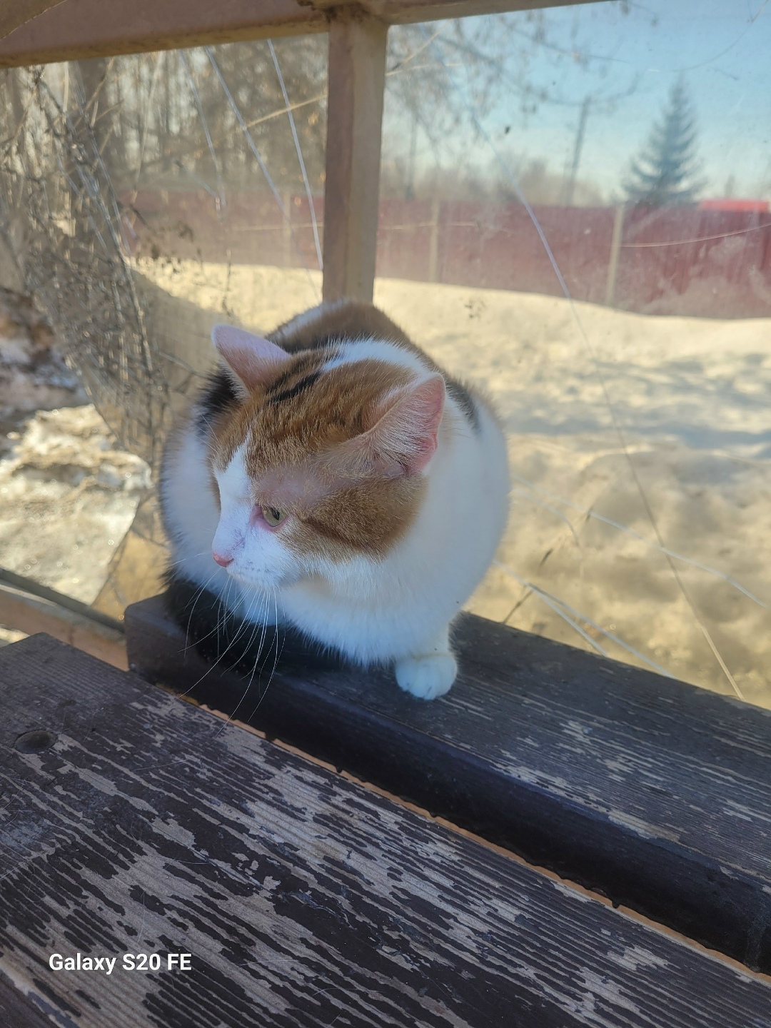 Найдена собака в Туле — фото объявления