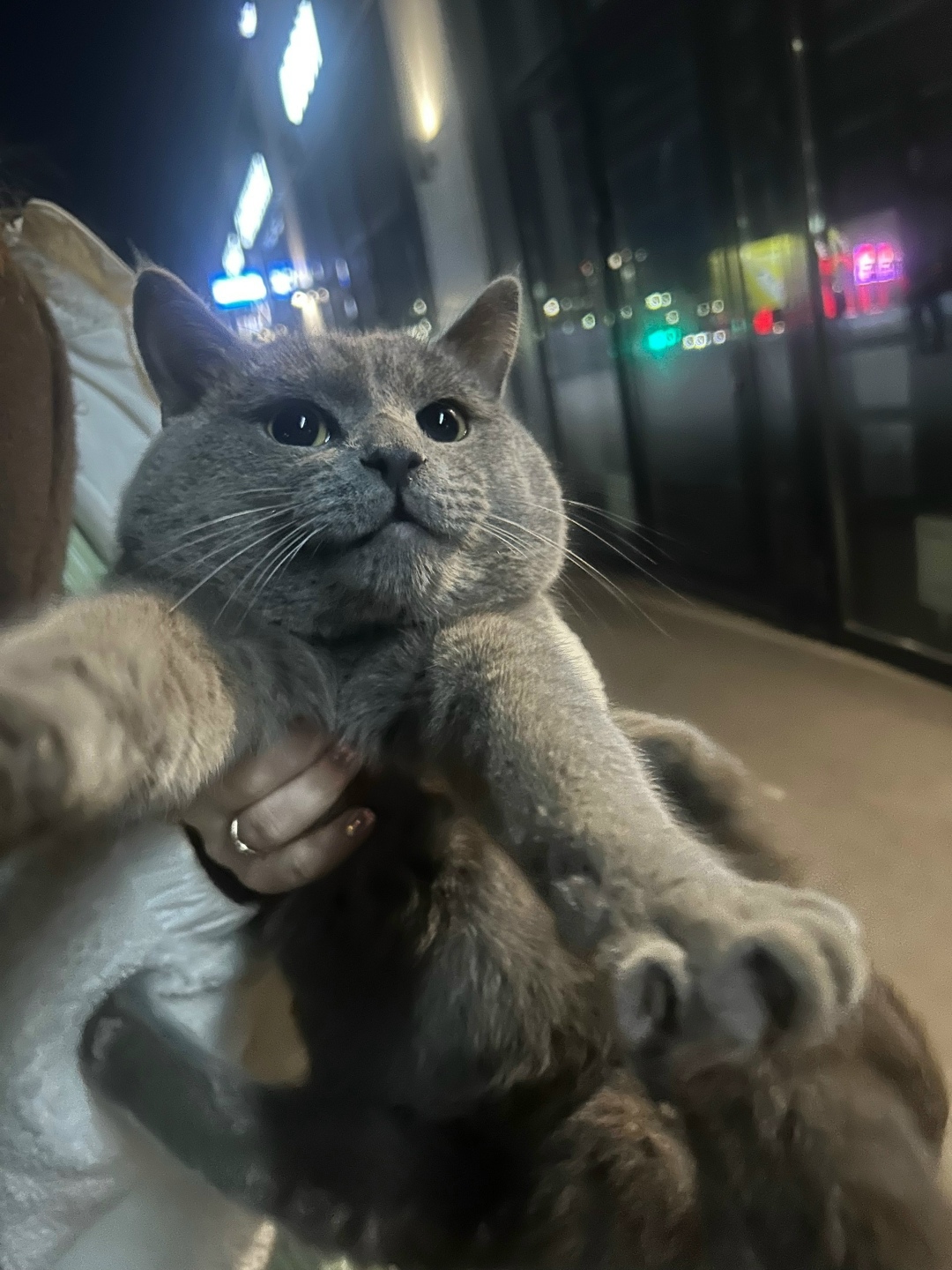 Найдена кошка в Туле — фото объявления