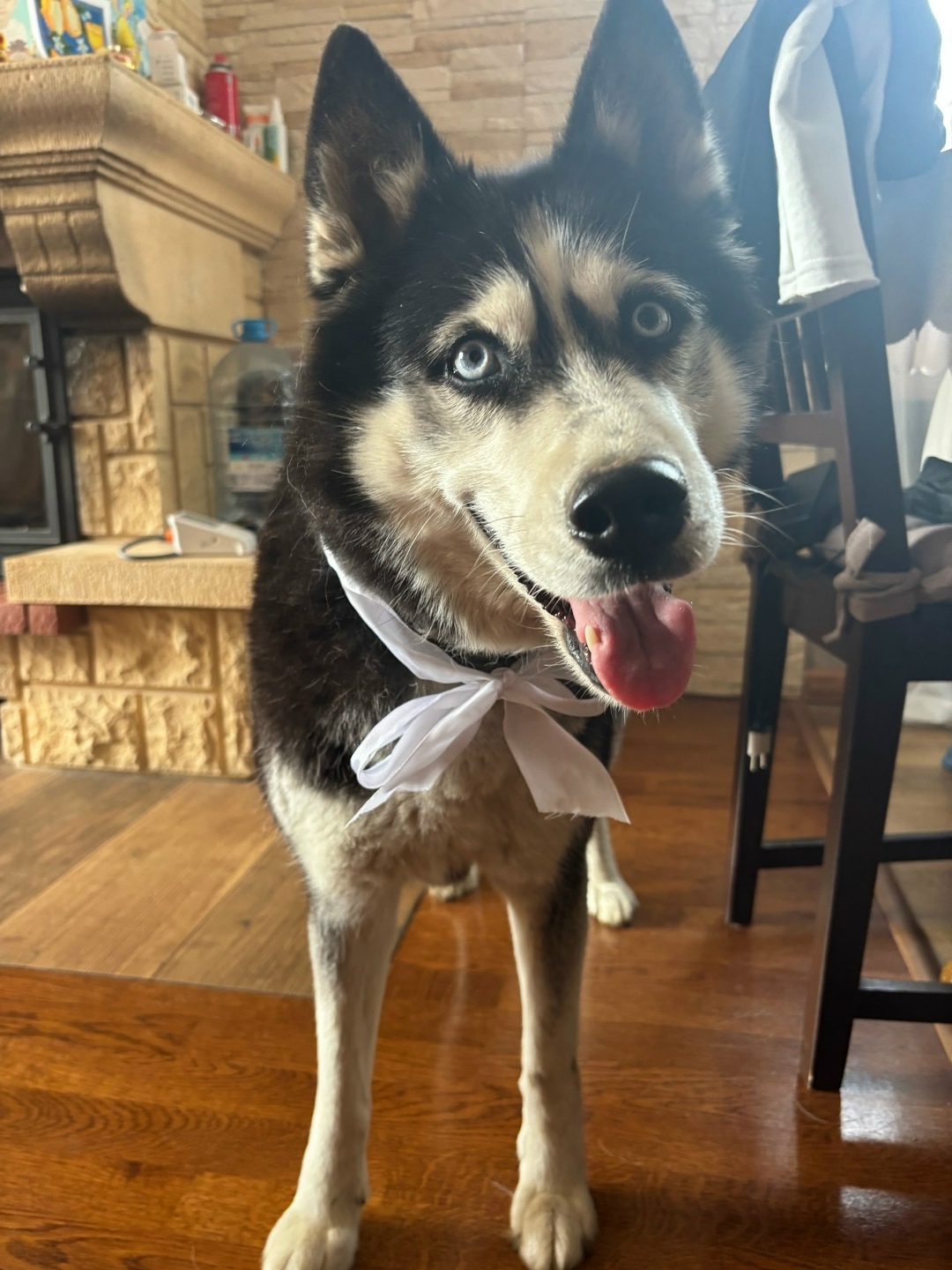 Пропала собака в Туле — фото объявления