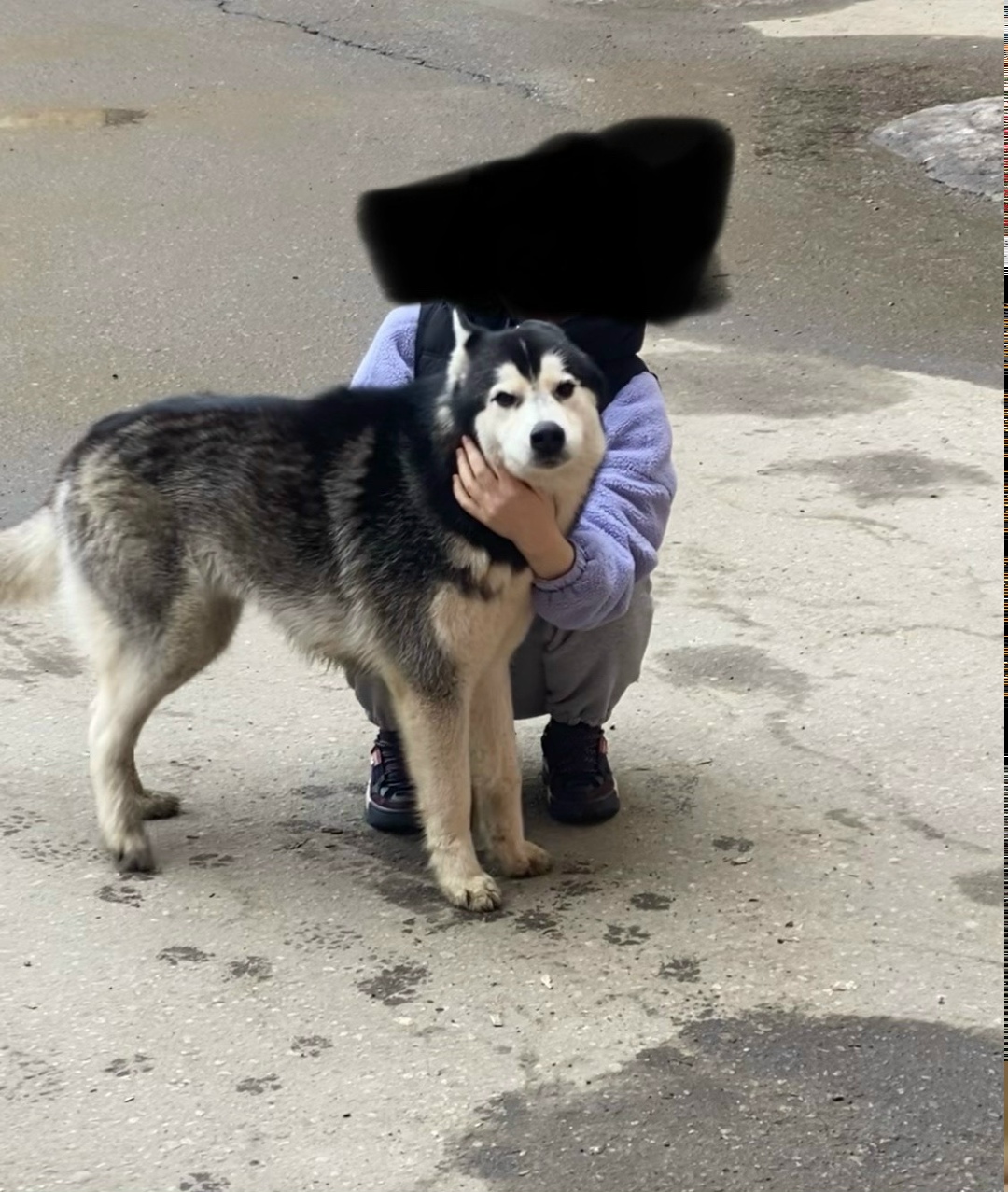 Найдена собака в Туле — фото объявления