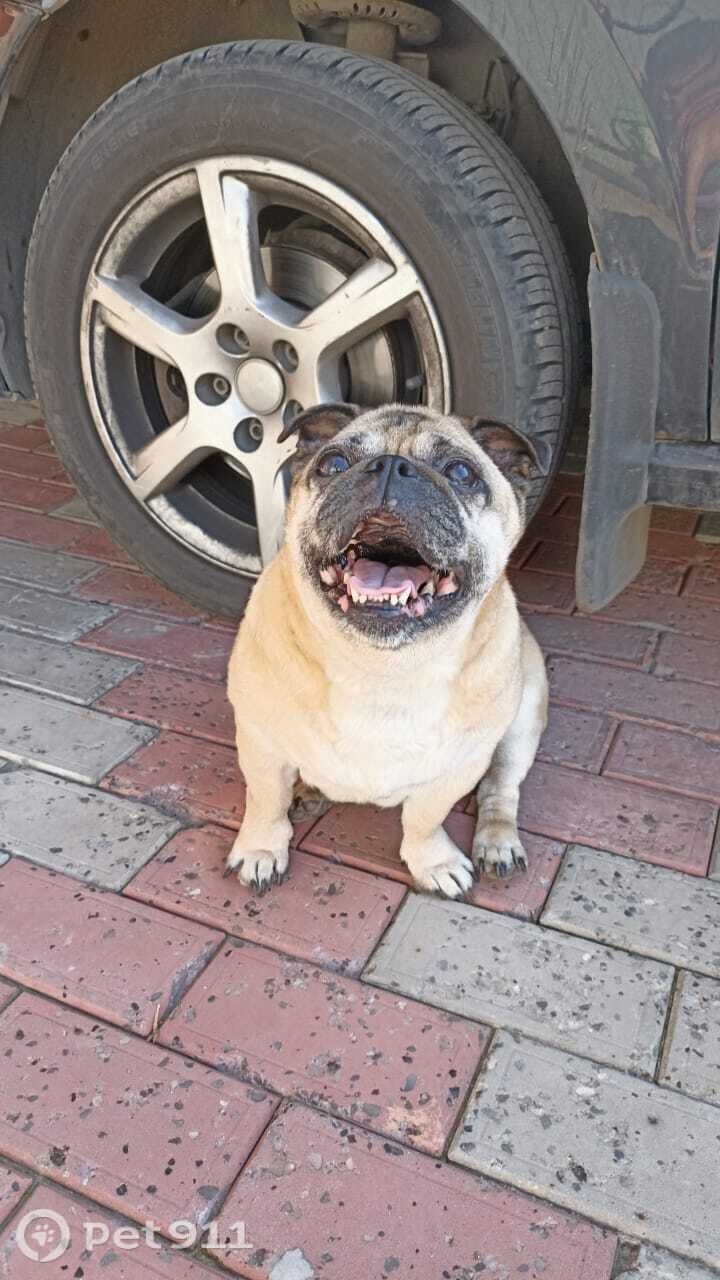 Найдена собака в Туле — фото объявления