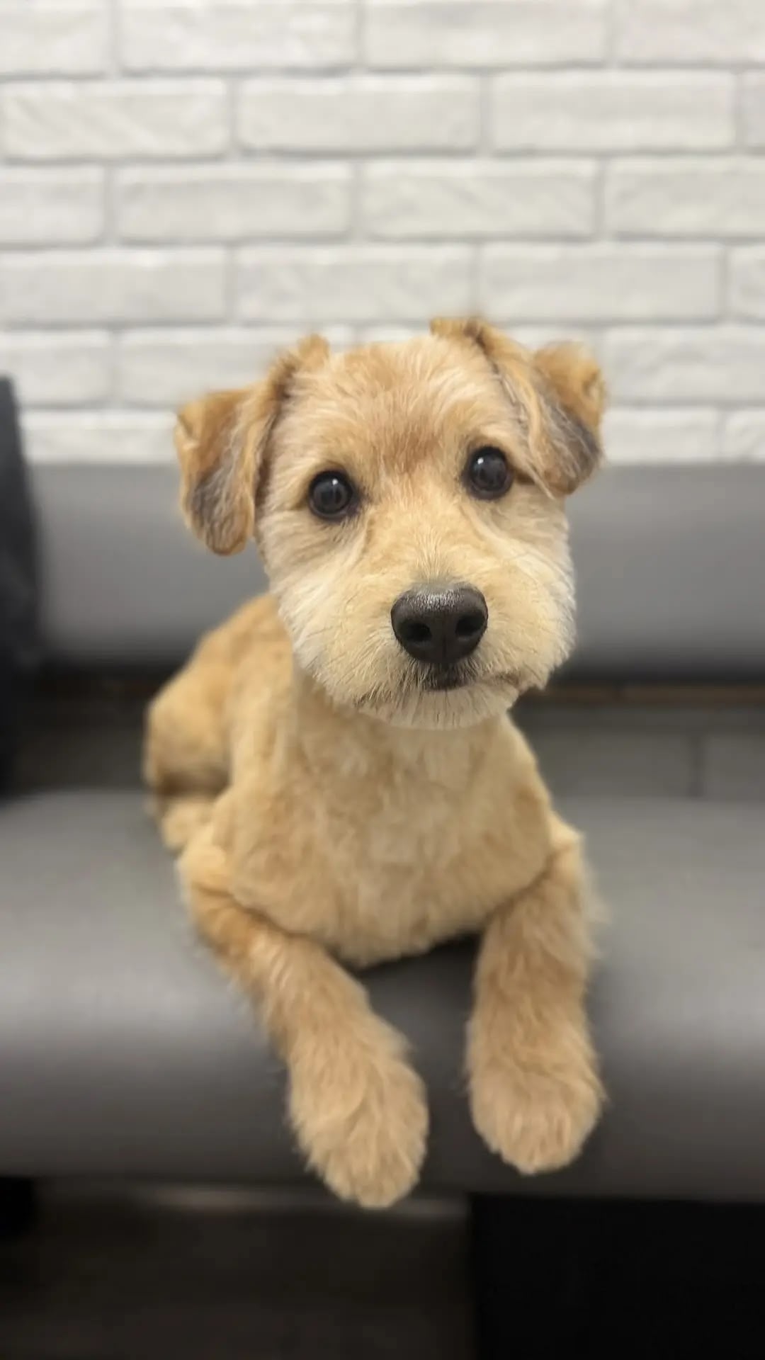 Найдена собака в Туле — фото объявления