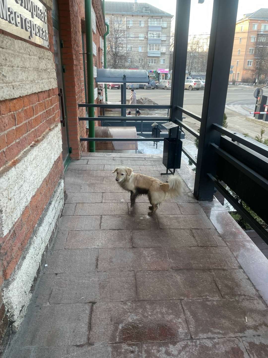 Пропала собака в Туле — фото объявления