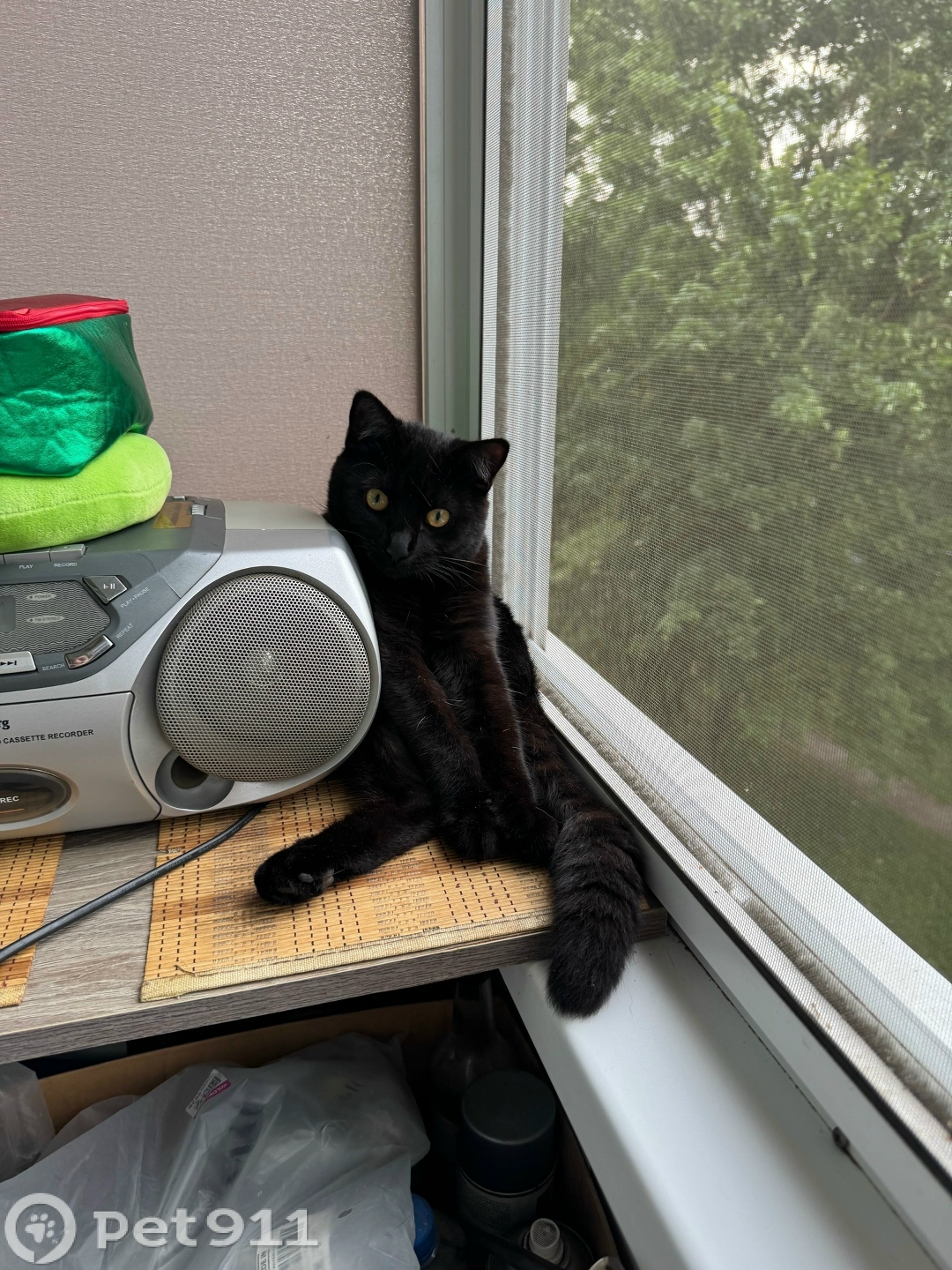 Пропала кошка в Туле — фото объявления