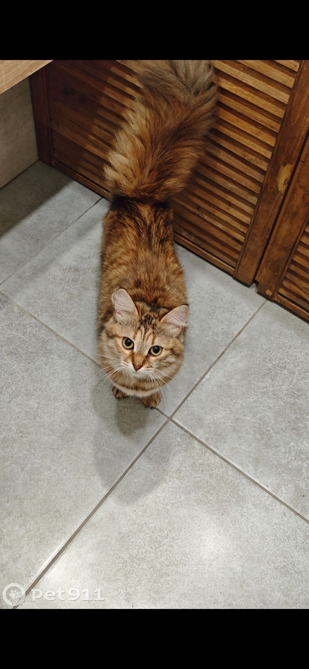 Найдена кошка в Туле — фото объявления