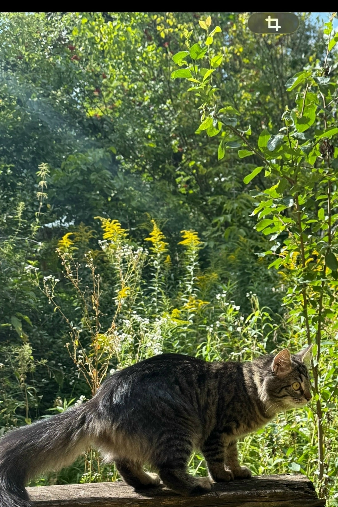 Пропала кошка в Туле — фото объявления