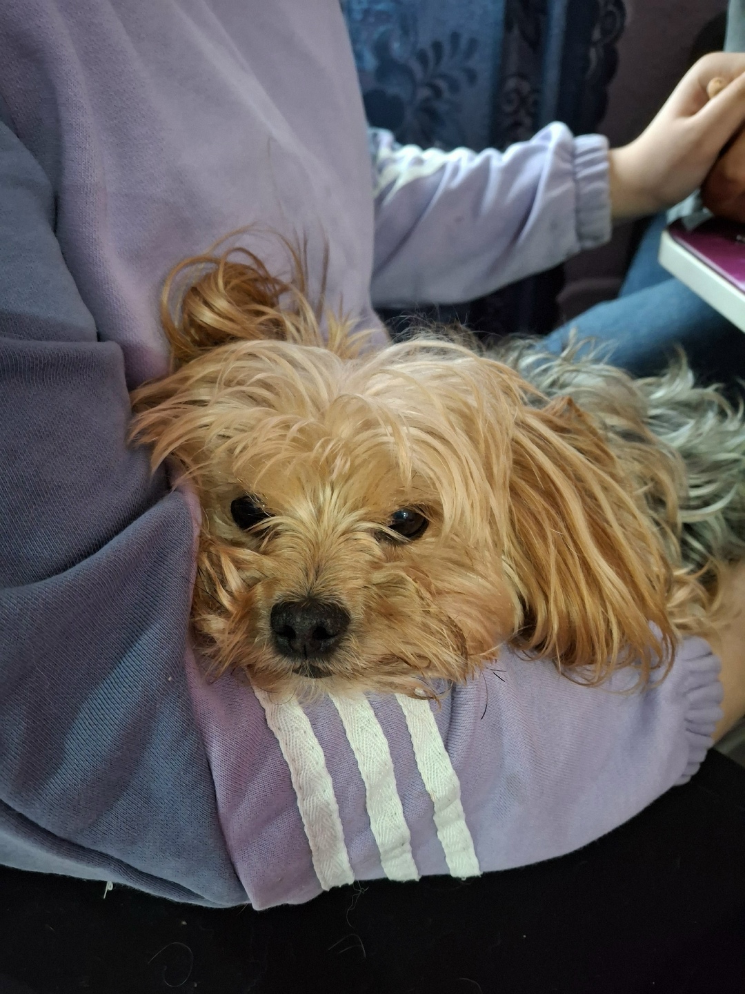 Пропала собака в Туле — фото объявления