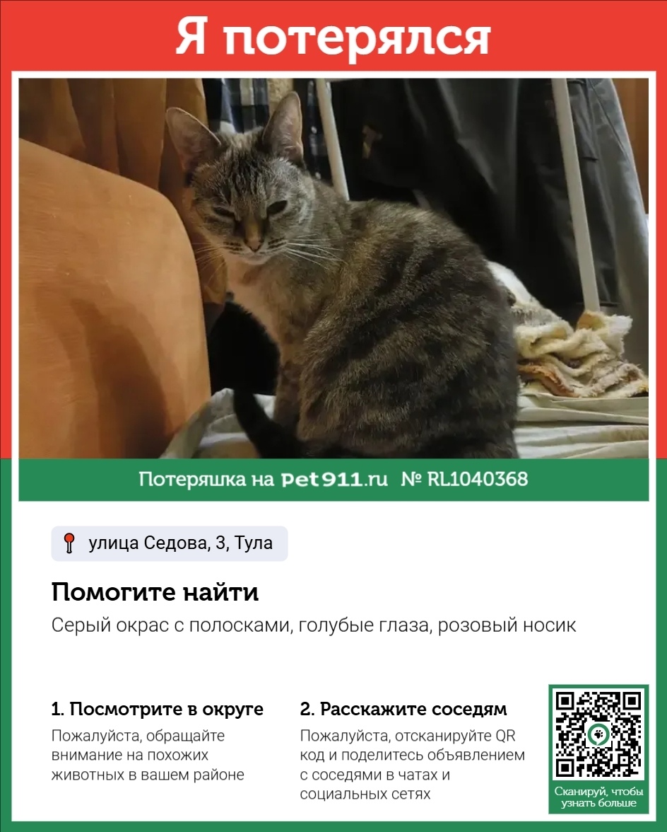 Пропала кошка в Туле — фото объявления
