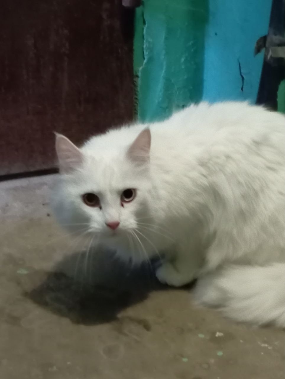 Найдена кошка в Туле — фото объявления