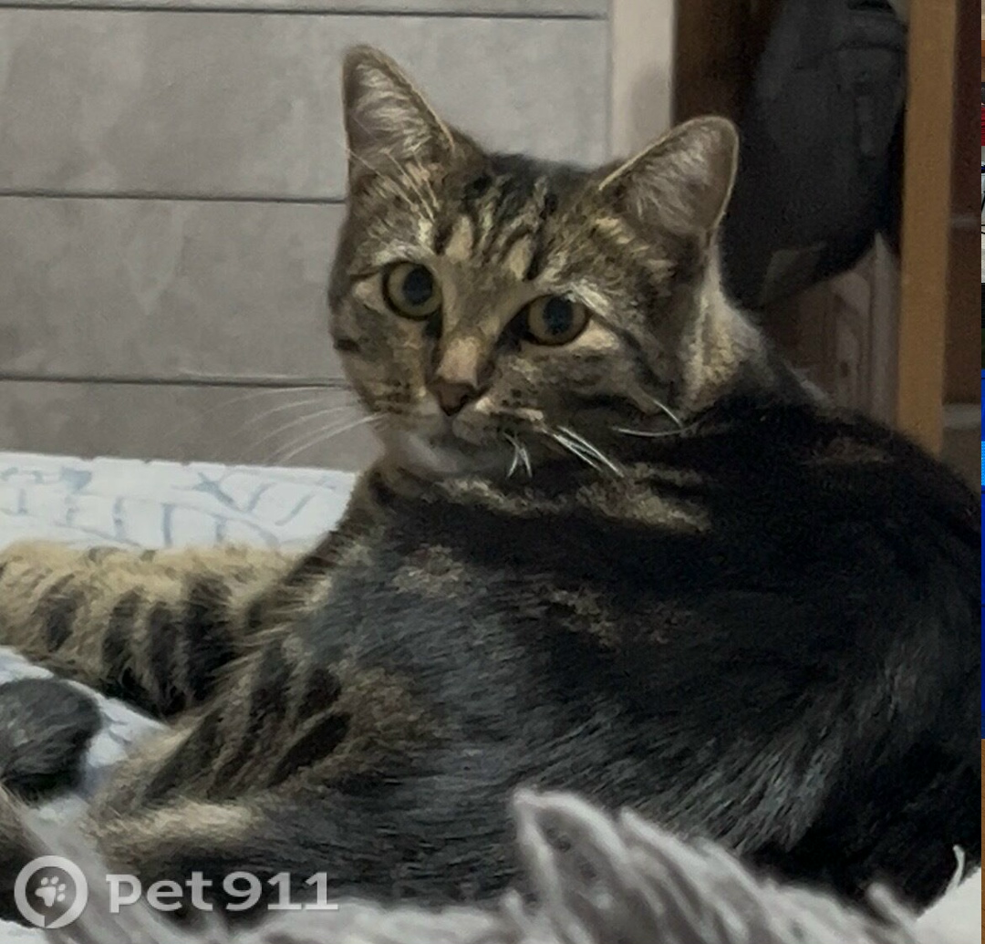 Пропала кошка в Туле — фото объявления