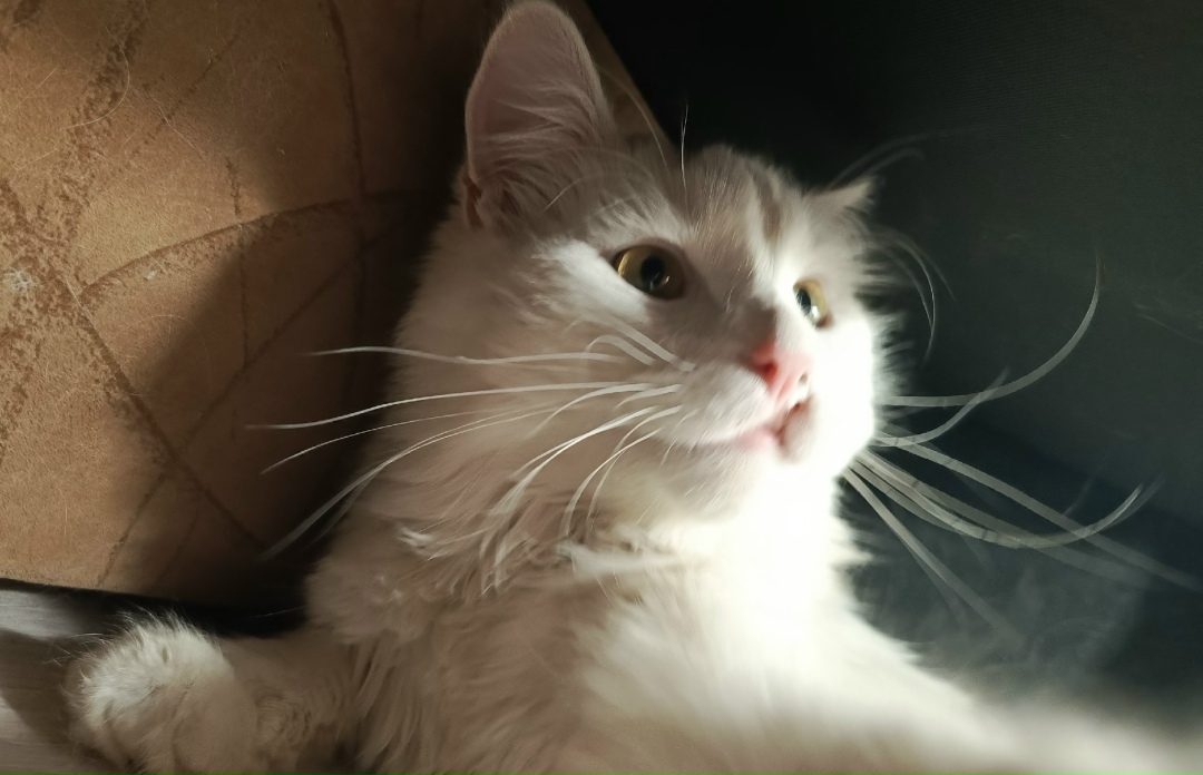 Найдена кошка в Туле — фото объявления