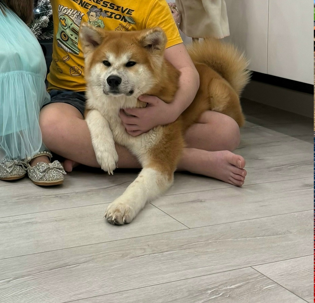 Пропала собака в Туле — фото объявления