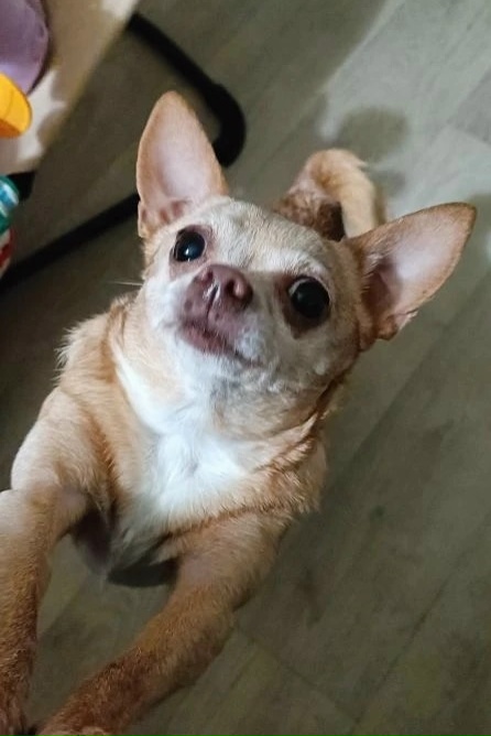 Пропала собака в Туле — фото объявления