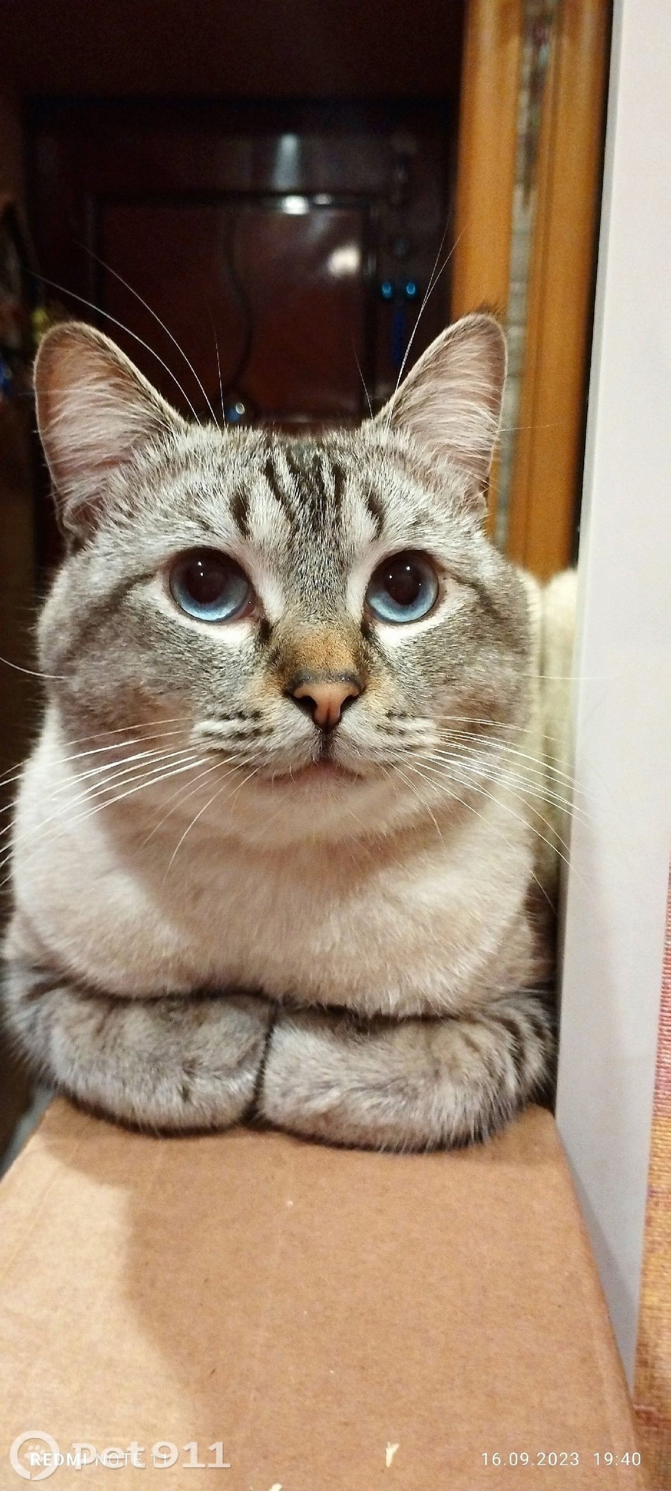 Пропала кошка в Туле — фото объявления