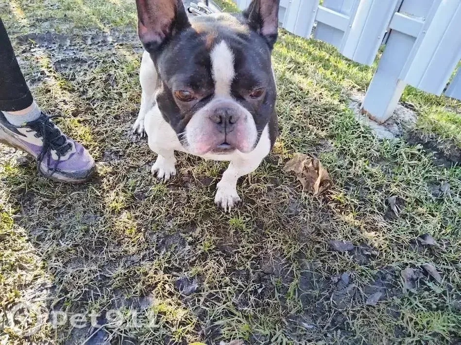 Найдена собака в Туле — фото объявления