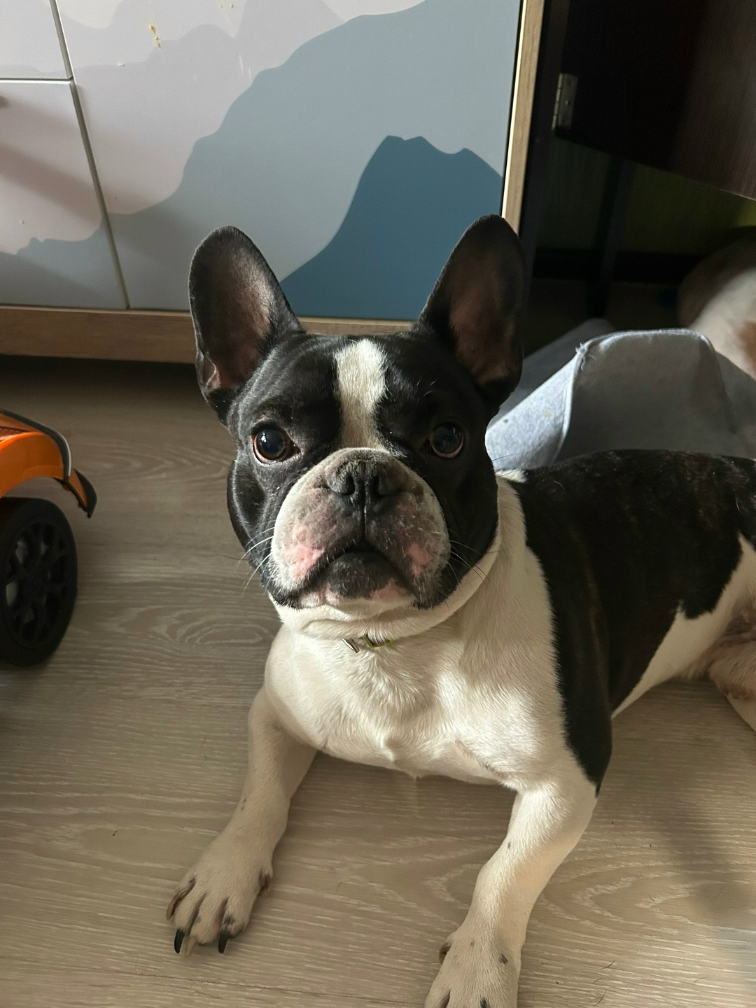 Найдена собака в Туле — фото объявления