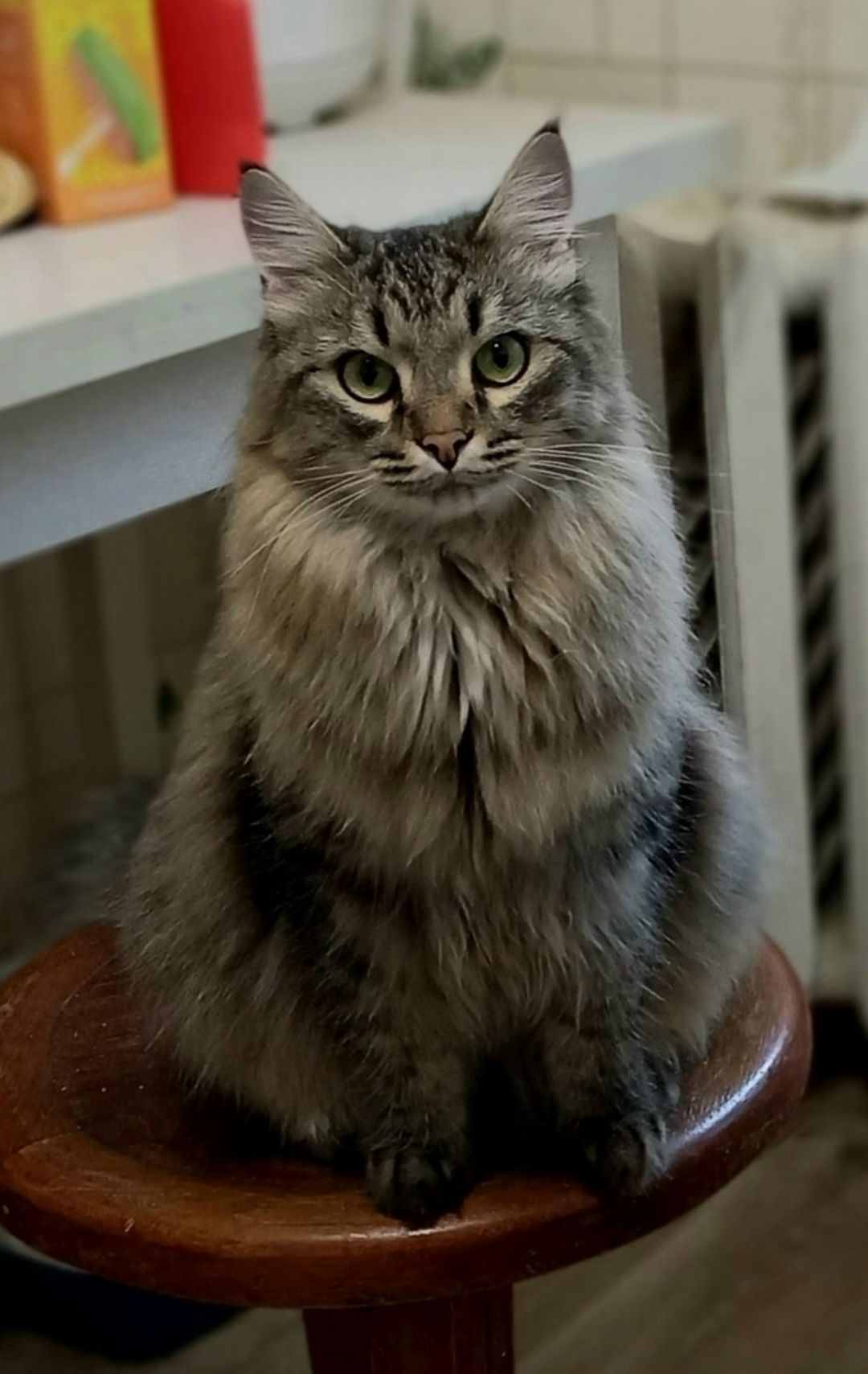 Пропала кошка в Туле — фото объявления