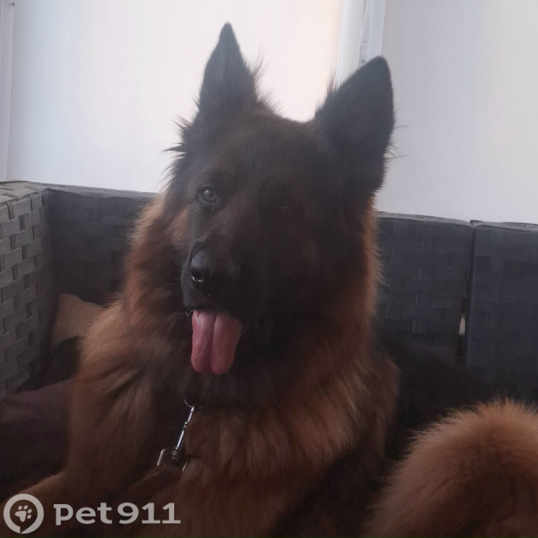 Пропала собака в Туле — фото объявления