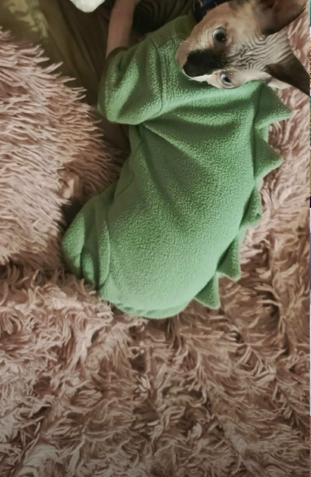 Пропала кошка в Туле — фото объявления