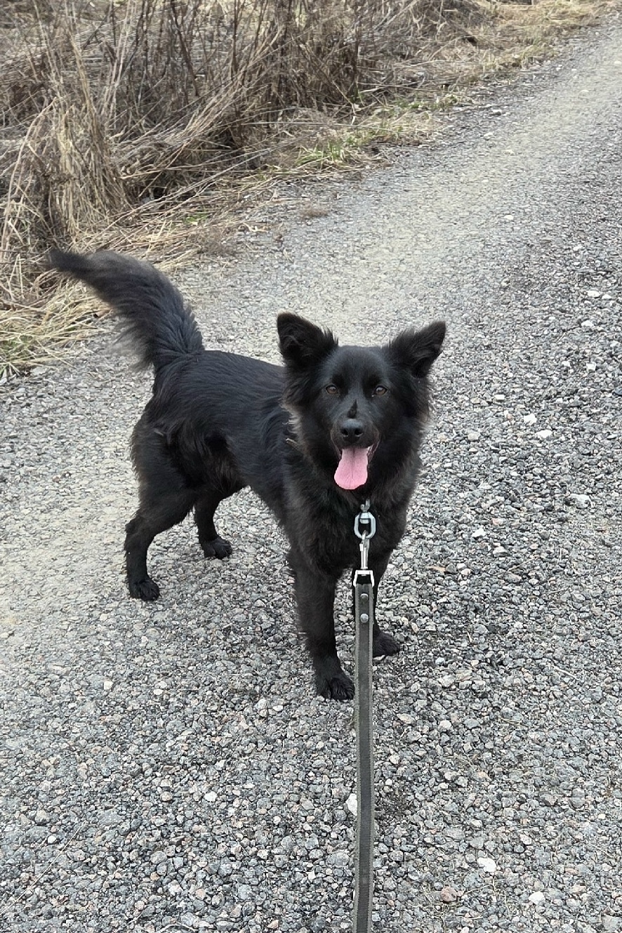 Найдена собака в Туле — фото объявления