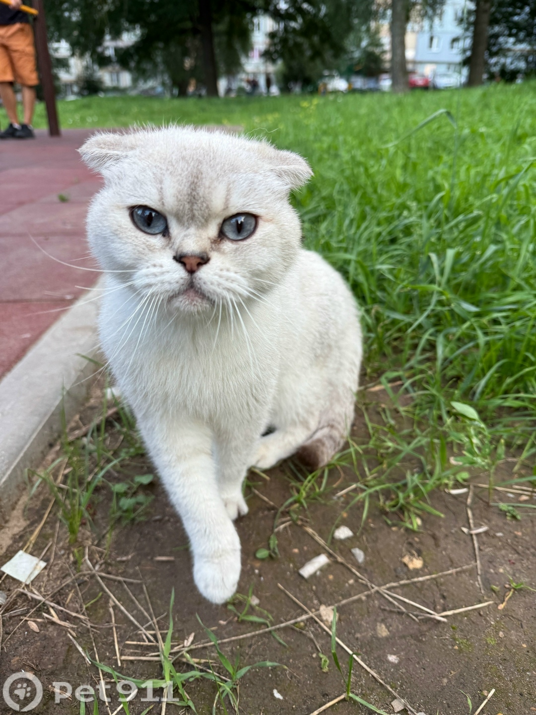 Найдена кошка в Туле — фото объявления
