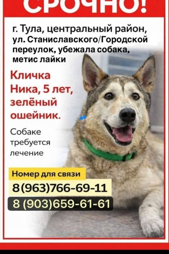 Пропала собака в Туле — фото объявления
